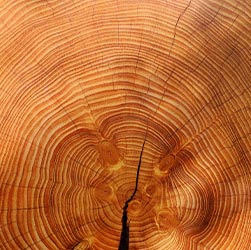 Tree stump showing rings